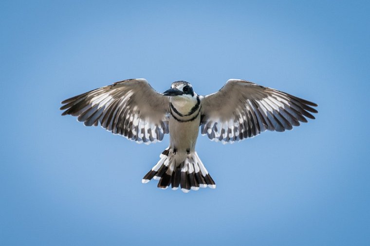 035 Botswana, Chobe NP, bonte ijsvogel.jpg